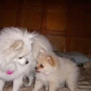 Meet your Posher, Porscha